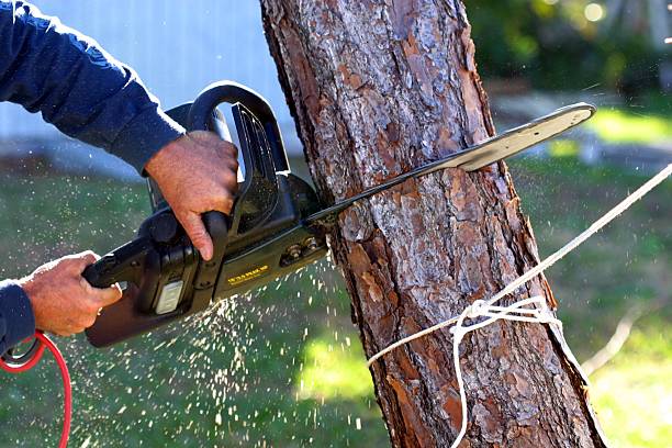 Manchester, MO Tree Care Company