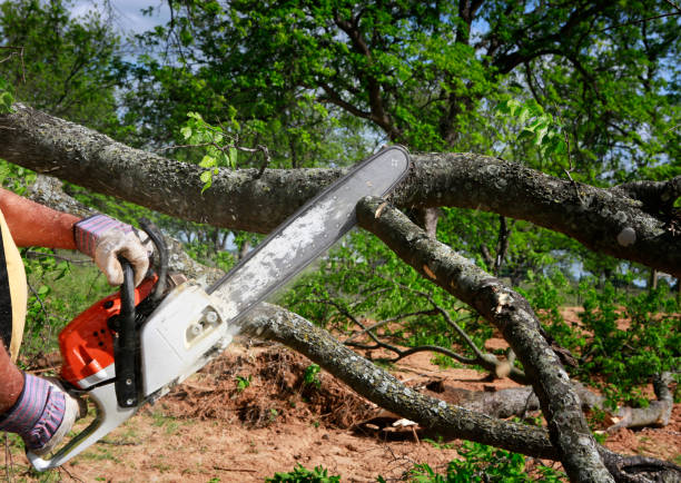 How Our Tree Care Process Works  in  Manchester, MO
